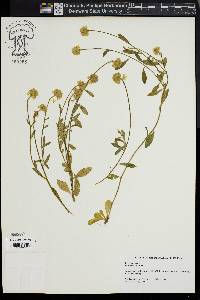 Polygala lutea image