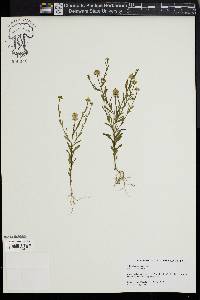 Polygala mariana image