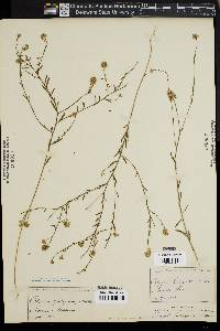 Polygala cruciata image