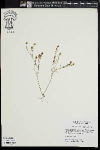 Polygala nuttallii image