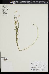 Polygala sanguinea image