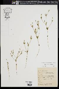 Polygala verticillata image