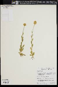 Polygala lutea image