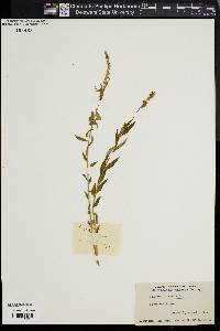 Polygala senega image