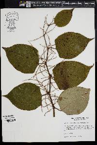 Reynoutria japonica image