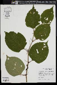 Reynoutria japonica image