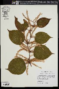 Reynoutria japonica image