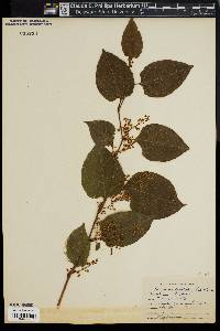 Reynoutria japonica image