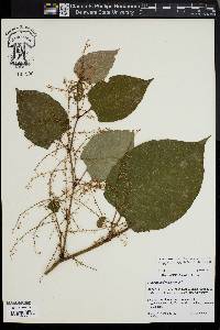 Reynoutria japonica image