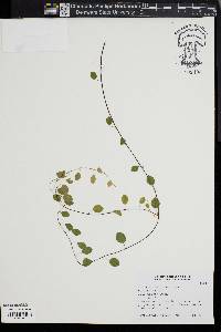 Muehlenbeckia axillaris image