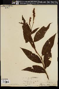 Polygonum muhlenbergii image