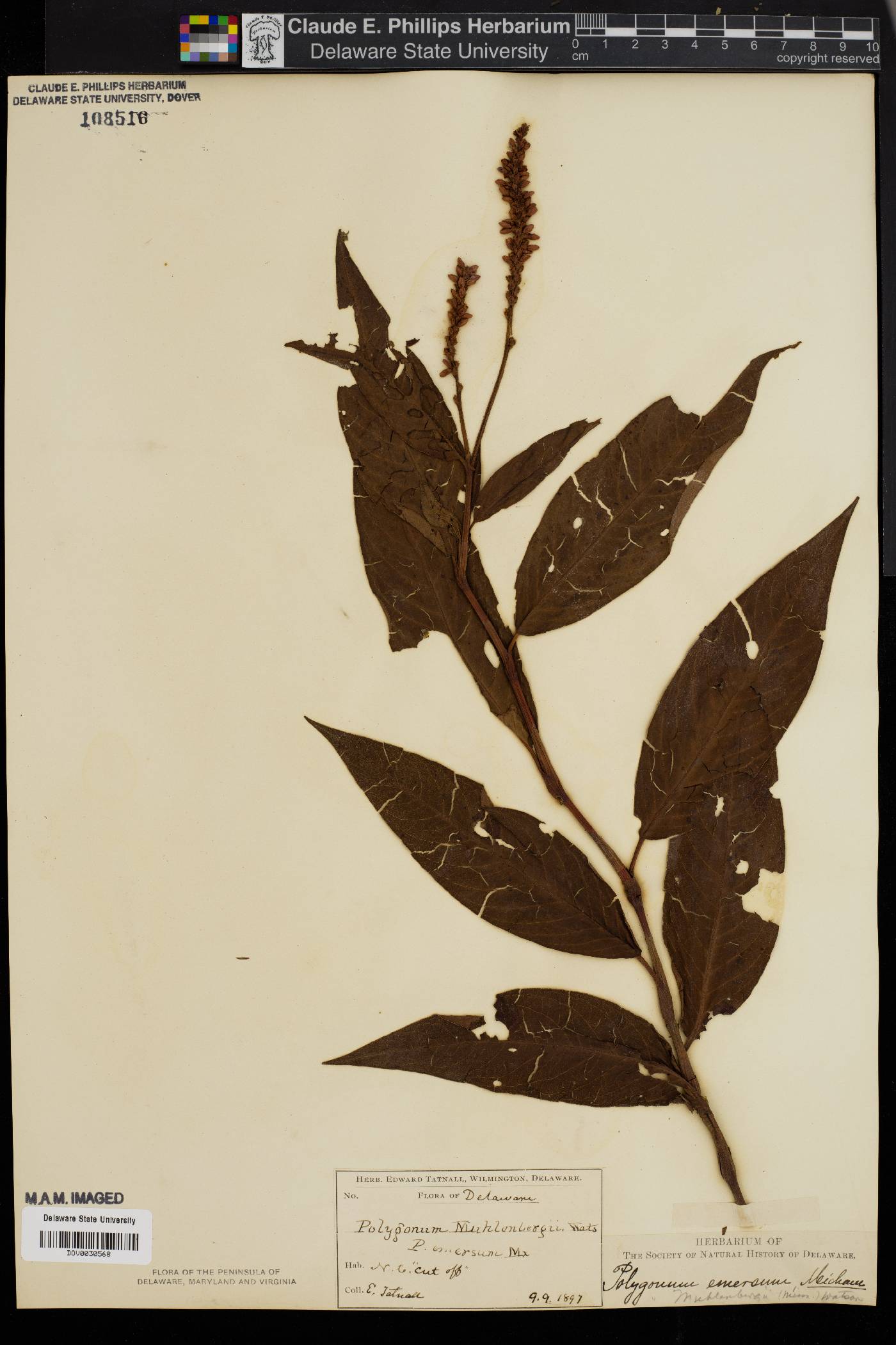 Polygonum muhlenbergii image
