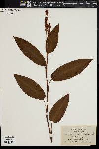 Polygonum muhlenbergii image