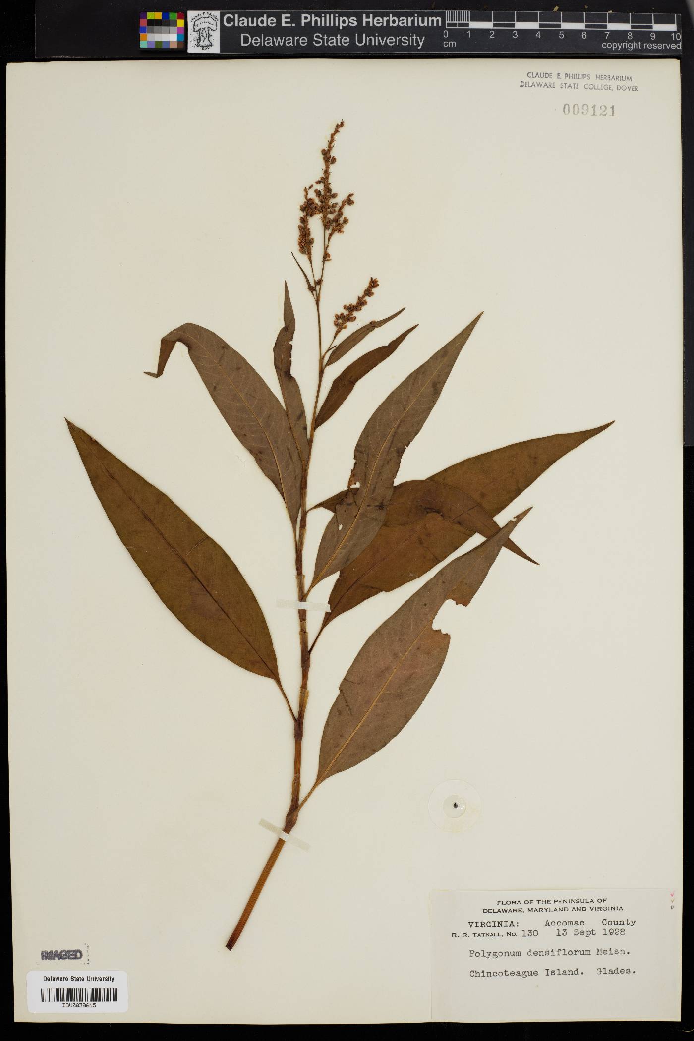 Polygonum densiflorum image