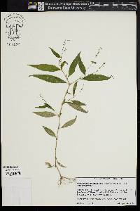 Polygonum acre image