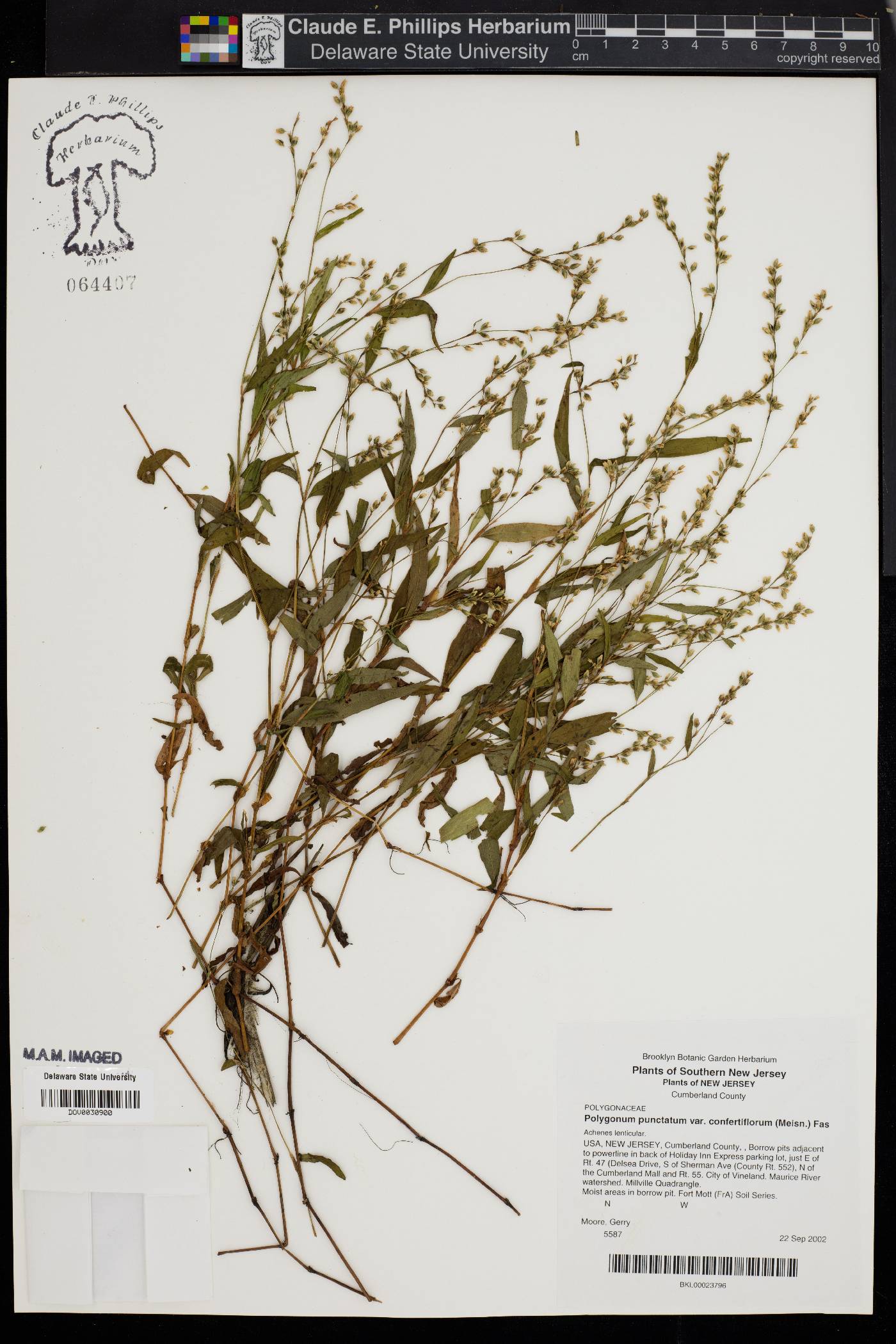 Polygonum acre image