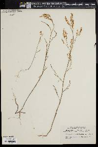 Polygonella articulata image