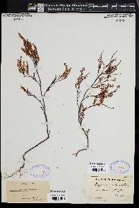 Polygonella articulata image