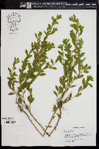 Polygonum erectum image