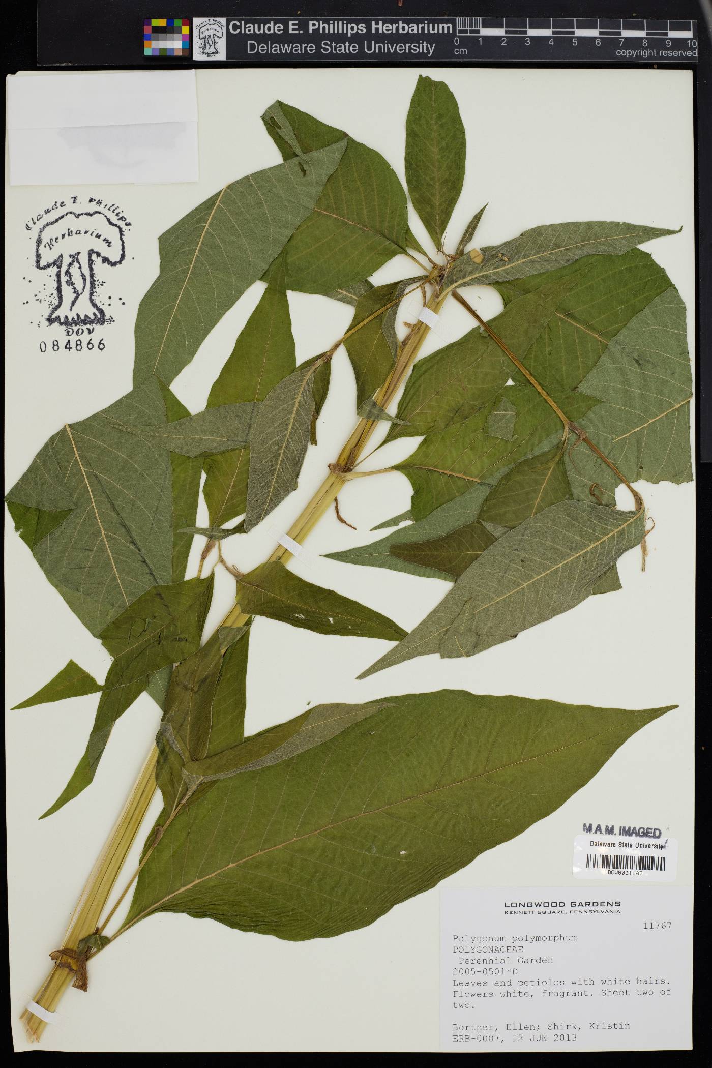 Polygonum polymorphum image