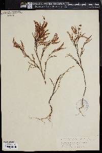 Polygonum ramosissimum image