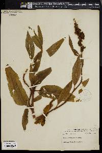 Rumex altissimus image