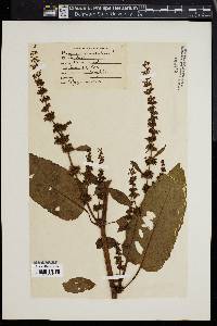 Rumex obtusifolius image