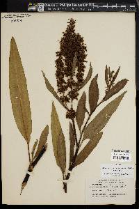 Rumex verticillatus image