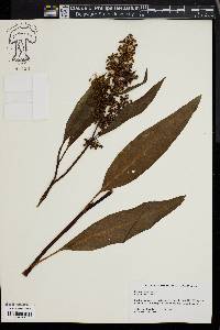 Rumex verticillatus image