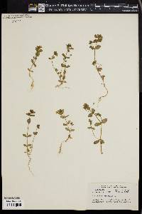 Lysimachia arvensis image