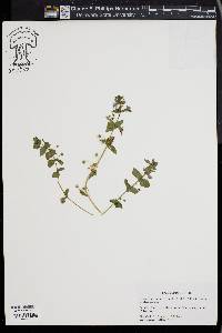 Lysimachia arvensis image