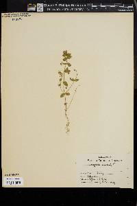 Lysimachia arvensis image