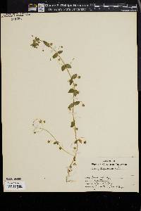 Lysimachia arvensis image