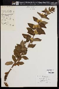 Lysimachia punctata image