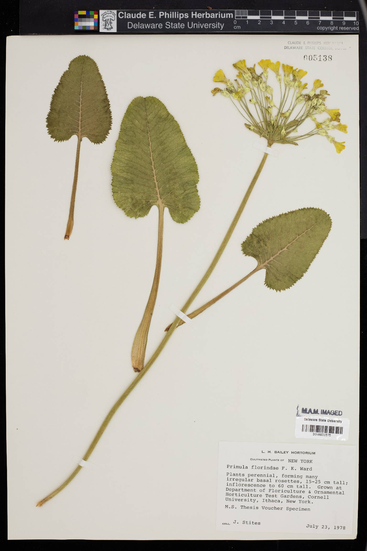 Primula florindae image