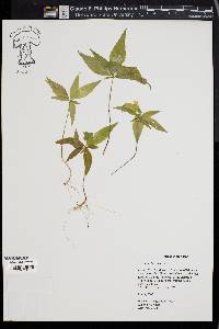 Trientalis borealis image