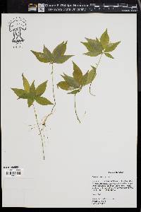 Trientalis borealis image