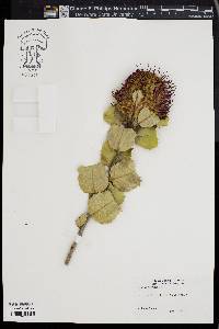 Banksia coccinea image
