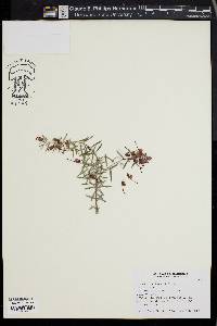 Media resource of Grevillea lavandulacea