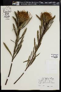 Leucospermum cordifolium image