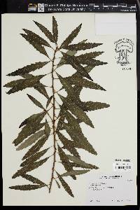 Media resource of Lomatia ilicifolia