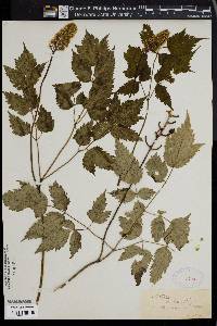 Actaea alba image