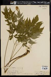 Actaea alba image