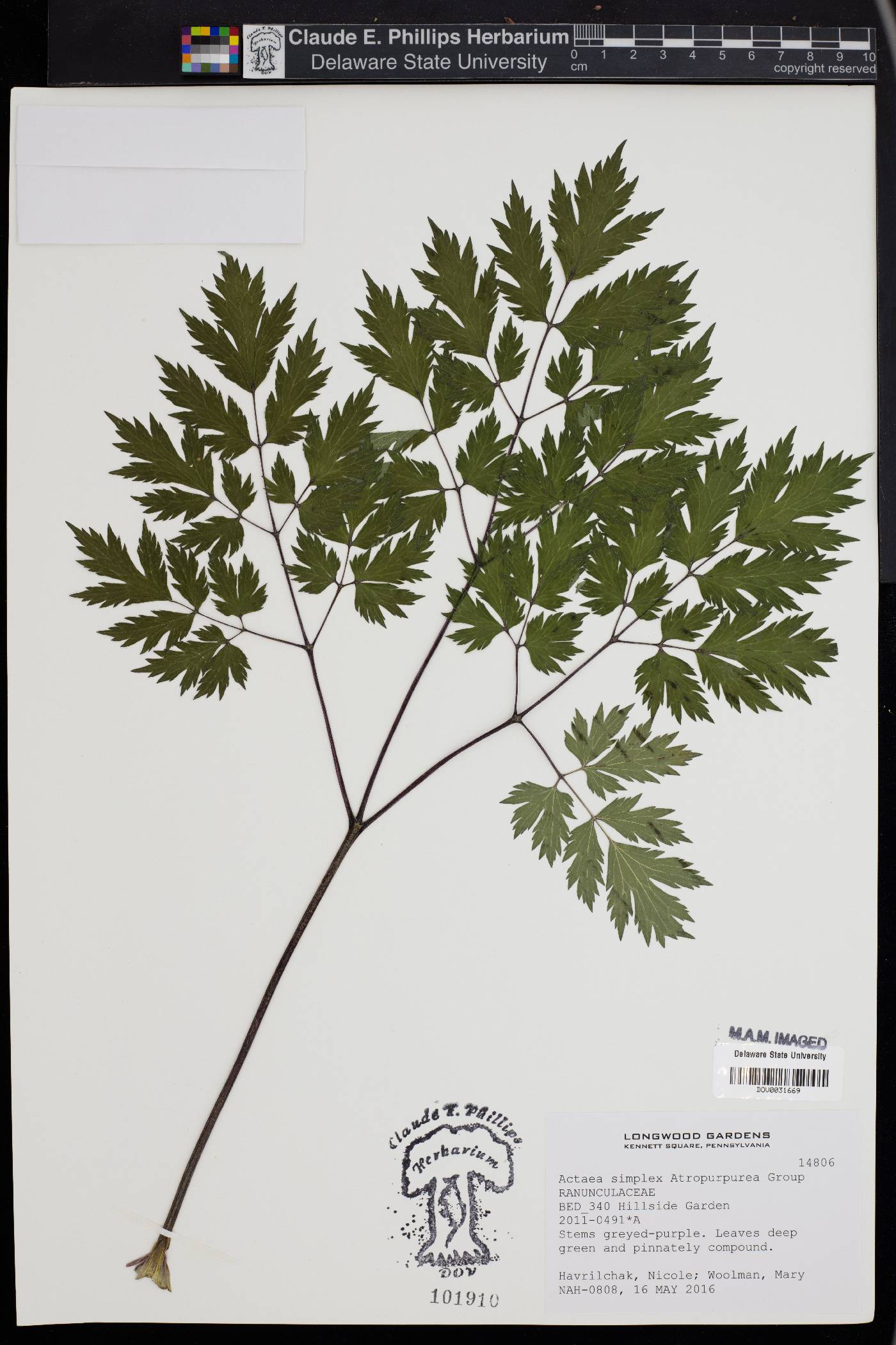 Actaea simplex image