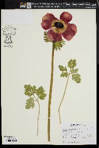 Anemone coronaria image