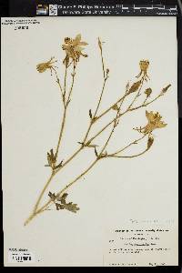 Aquilegia chrysantha image