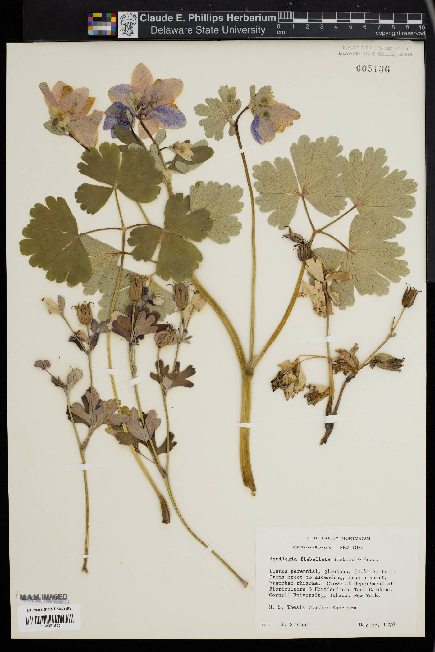 Aquilegia flabellata image