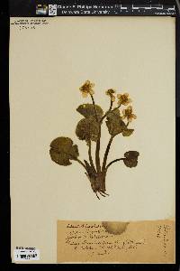 Caltha palustris image