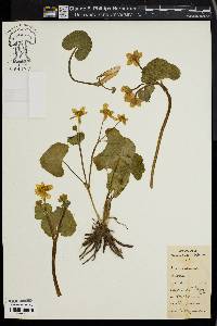 Caltha palustris image