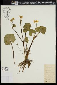 Caltha palustris image